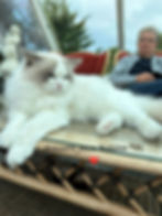 Our lovely Ragdoll King Smooth Jazz Beesha*PL juli 24