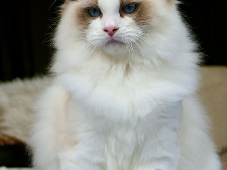 Hils på My Epic Arctic Alex Diamant! -