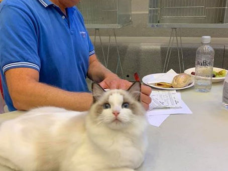 Utstilling hos Sunnmørskatten 21-22 september!