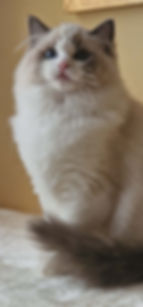 ES*Busi-bu Starcat
