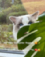 Our lovely Ragdoll King Smooth Jazz Beesha*PL juli 24