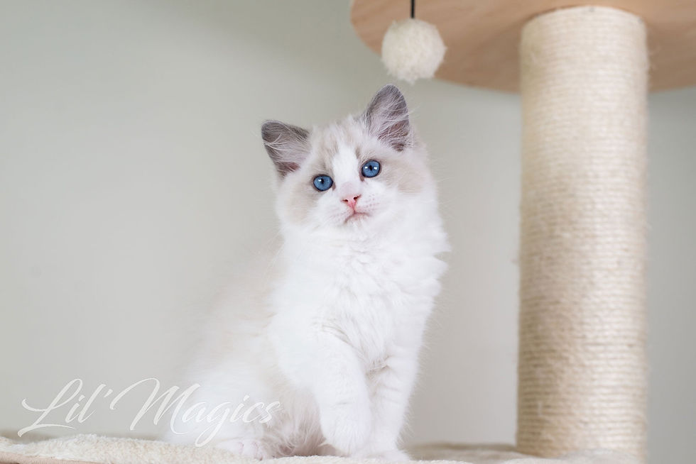 Ragdoll girl SE*Lil'Magics Pinkie Pie