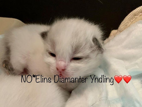 Så har NO*Elins Diamanter Y-kull kommet til verden!!