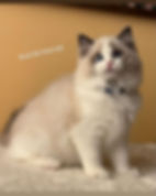 ES*Busi-bu Starcat