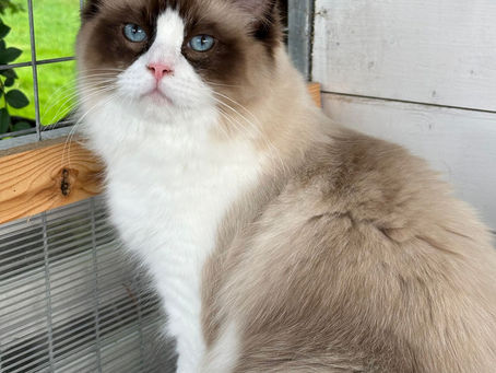 Store flotte NO*Elins Diamanter Oso,Chic Orlando av Zack ser etter sitt drømmehjem! ***Booket