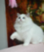 Ragdoll kitten Jazz