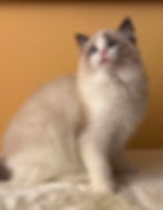 ES*Busi-bu Starcat