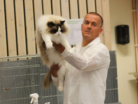 Superhelg på utstilling hos Katteklubben Midt Norge i Trondheim 7-8 juli!