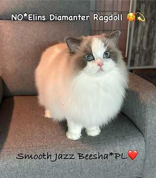 Jazz januar 2026.jpg
