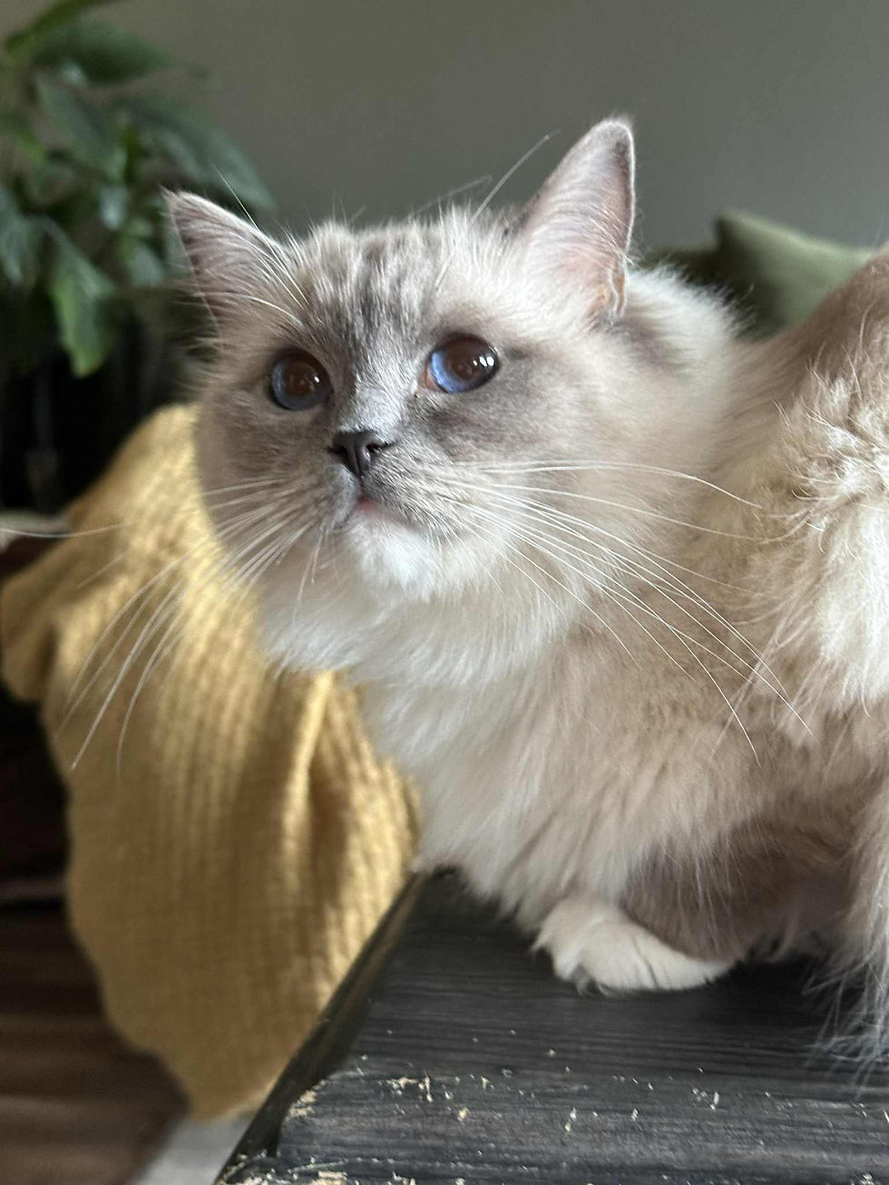 Ragdoll jente NO*Elins Diamanter Prosecco by Hedwig