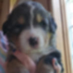 3 weeks