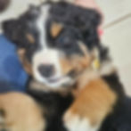 6 weeks