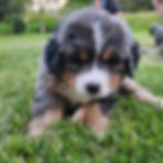 5 weeks