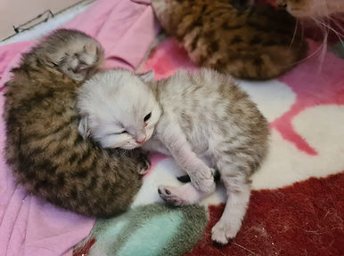 Foto da Francesco Alfieri.jpg