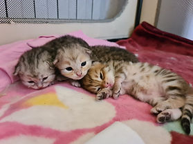 Foto da Francesco Alfieri.jpg