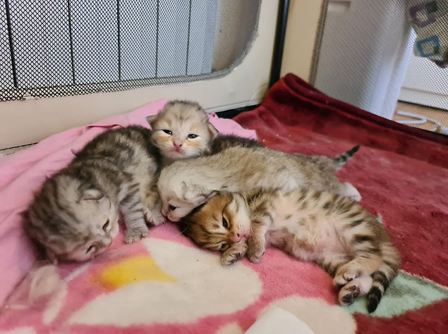 Foto da Francesco Alfieri.jpg