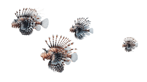 Lionfish Gif 2.gif