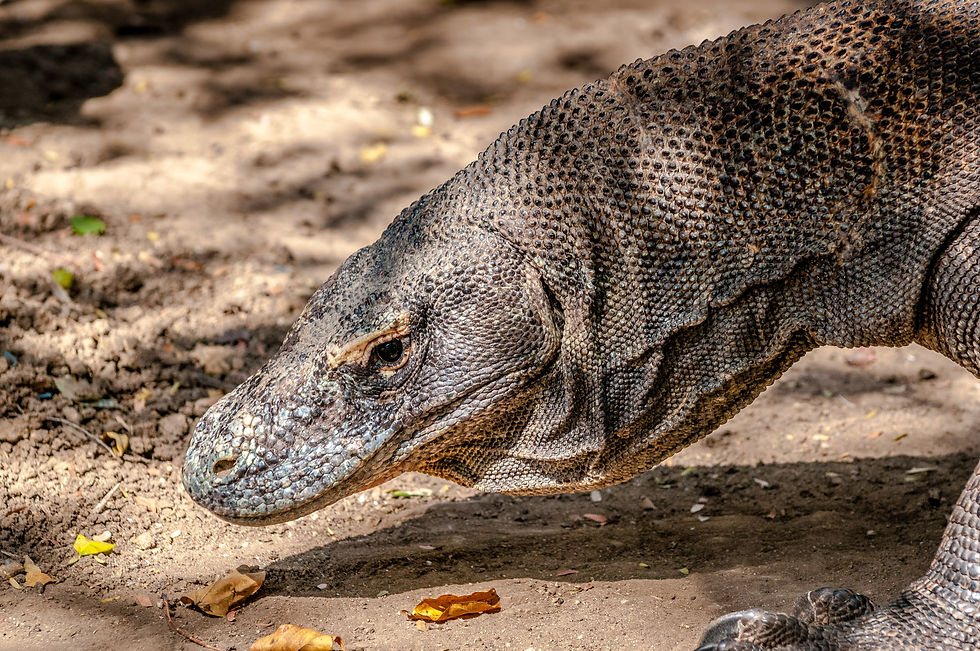 Highlights and photo locations in Flores, Indonesia: Komodo Dragons © 2012 Aaron Matzinger