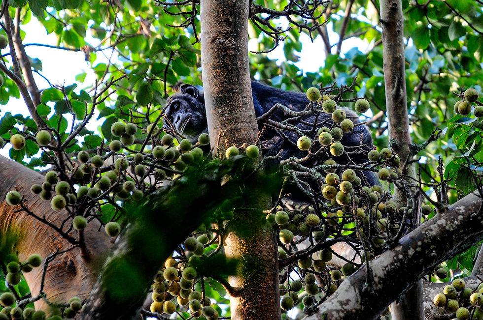 Highlights and best safari destination in Africa - Chimpanzee in Kibale Forest National Park, Uganda © 2021 Aaron Matzinger