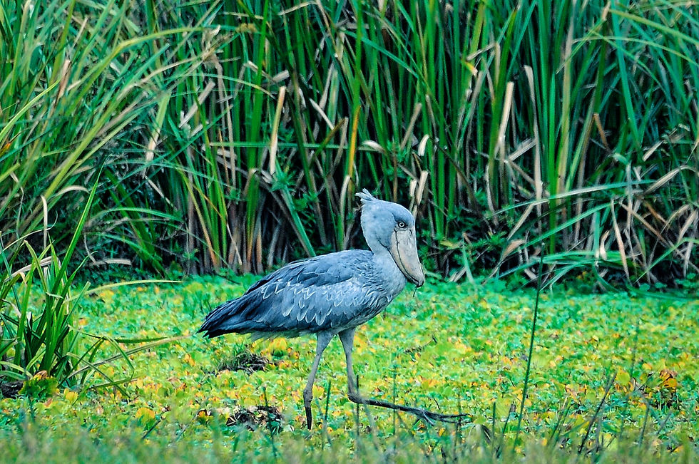 Highlights and best safari destination in Africa - Shoebill Bird in Queen Elisabeth National Park, Uganda © 2021 Aaron Matzinger