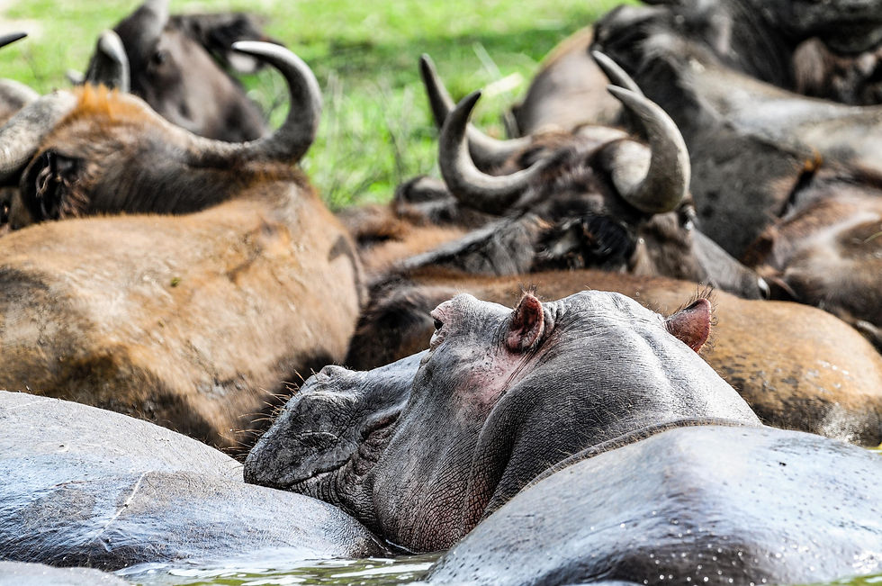 Highlights and best safari destination in Africa - Hippos in Queen Elisabeth National Park, Uganda © 2021 Aaron Matzinger