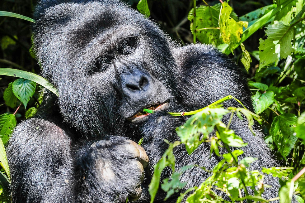 Highlights and best safari destination in Africa - Silverback Gorilla in Bwindi Impenetrable Forest, Uganda © 2021 Aaron Matzinger