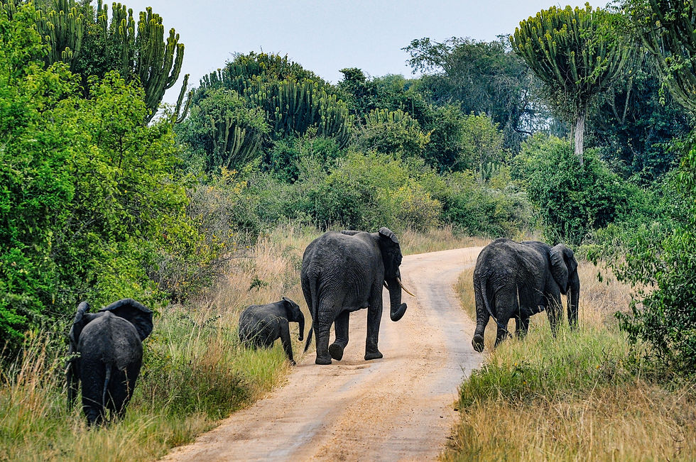 Highlights and best safari destination in Africa - Elephants in Queen Elisabeth National Park, Uganda © 2021 Aaron Matzinger