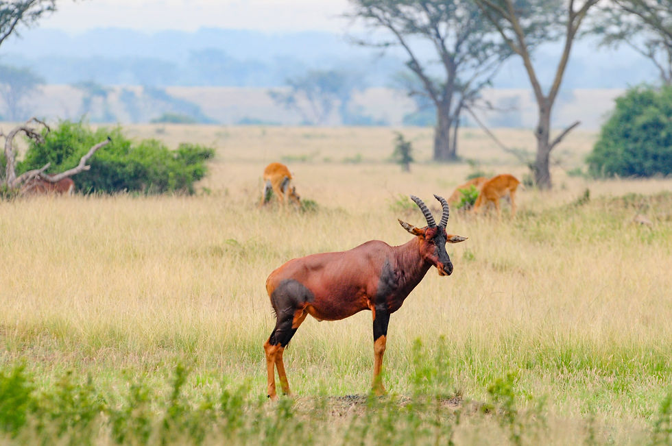 Highlights and best safari destination in Africa - Topi in Queen Elisabeth National Park, Uganda © 2021 Aaron Matzinger
