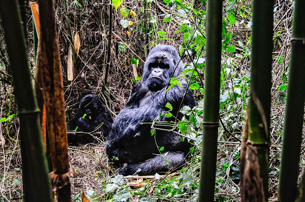 Highlights and best safari destination in Africa - Silverback Mountain Gorilla in Volcanoes National Park - Virunga Mountains, Ruanda © 2021 Aaron Matzinger