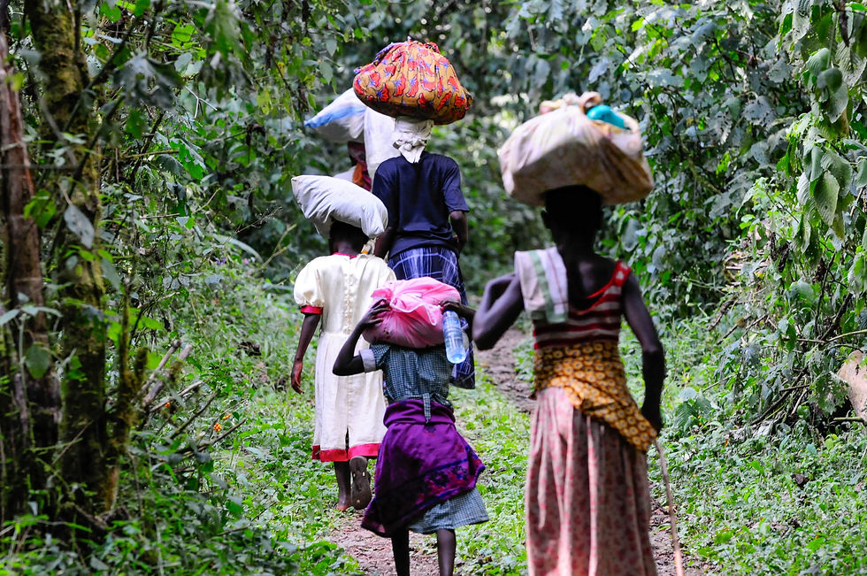 Highlights and best safari destination in Africa - Bwindi Impenetrable Forest, Uganda © 2021 Aaron Matzinger