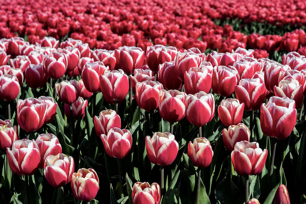 Highlights and photo locations in North Holland: Tulips © 2022 Aaron Matzinger