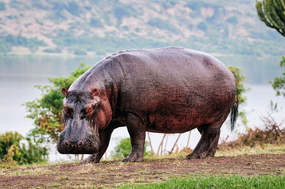 Highlights and best safari destination in Africa - Hippo in Queen Elisabeth National Park, Uganda © 2021 Aaron Matzinger