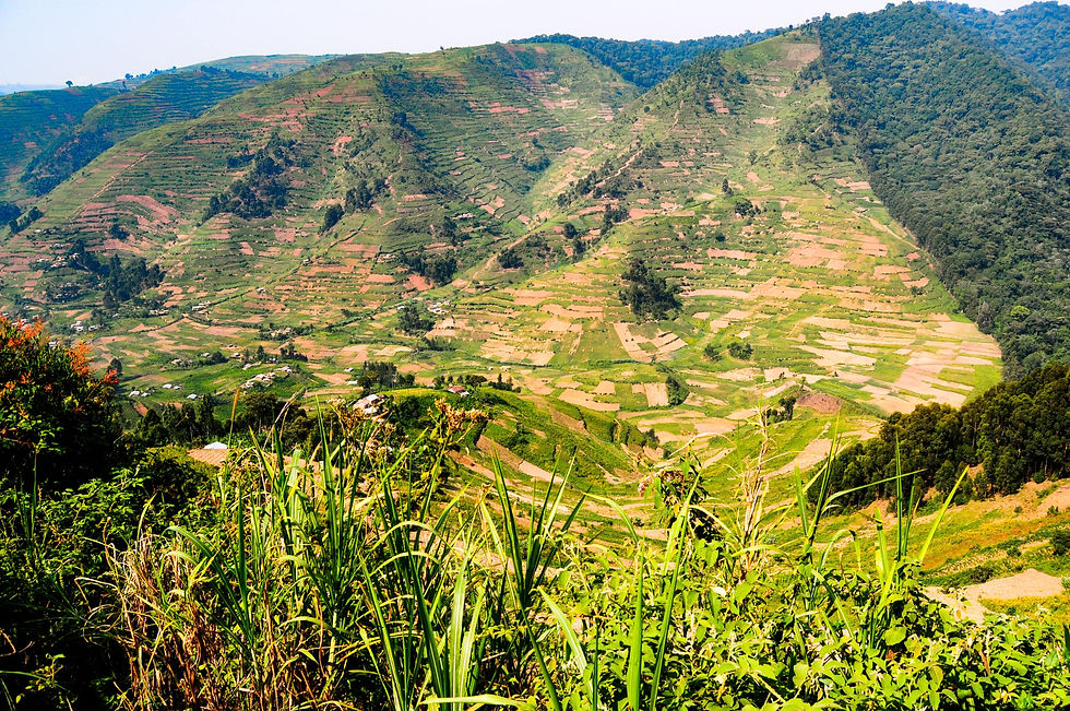 Highlights and best safari destination in Africa - Bwindi Impenetrable Forest, Uganda © 2021 Aaron Matzinger