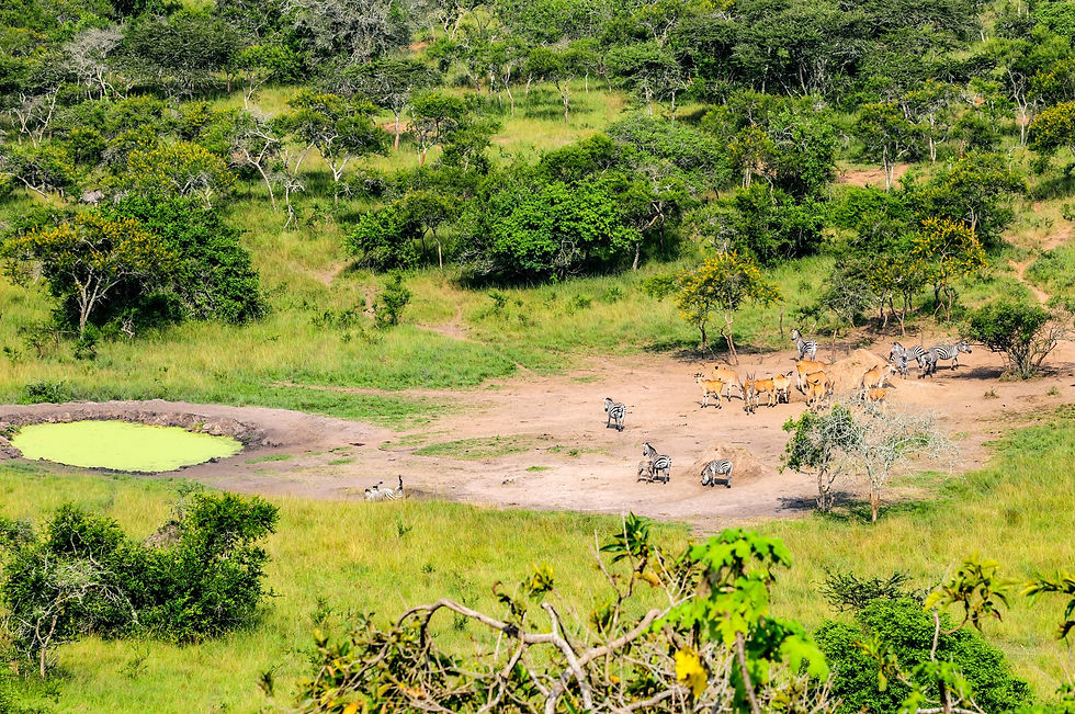 Highlights and best safari destination in Africa - Mihingo Lodge adjacent to the Lake Mburo National Park, Uganda © 2021 Aaron Matzinger