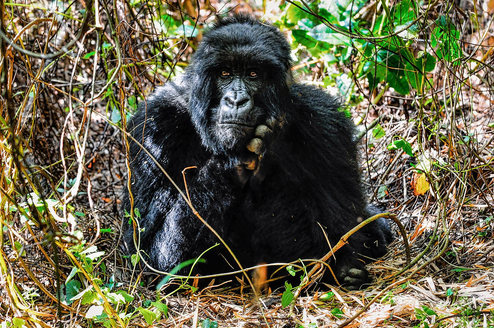 Highlights and best safari destination in Africa - Gorilla, Ruanda © 2021 Aaron Matzinger