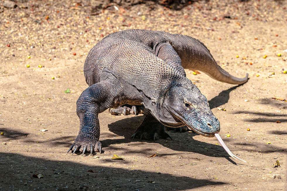 Highlights and photo locations in Komodo, Indonesia: Komodo Dragon © 2012 Aaron Matzinger
