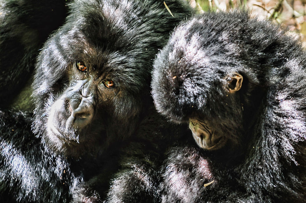 Highlights and best safari destination in Africa - Mountain Gorillas in Volcanoes National Park - Virunga Mountains, Ruanda © 2021 Aaron Matzinger