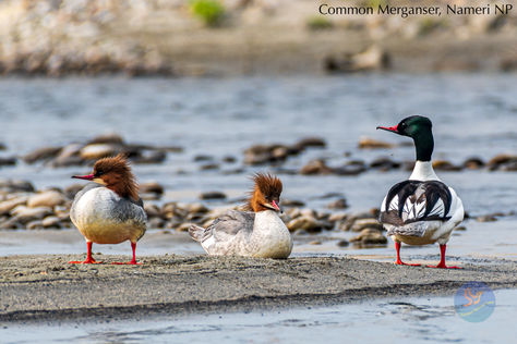 Birds in Northeastern India: Common Merganser