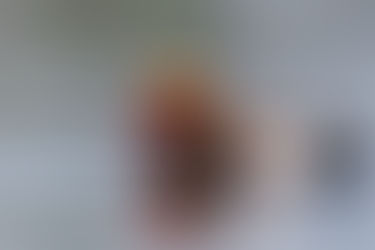 Birds in Northeastern India: Red-crested Pochard