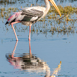 Braggart of Bharatpur: Painted Stork