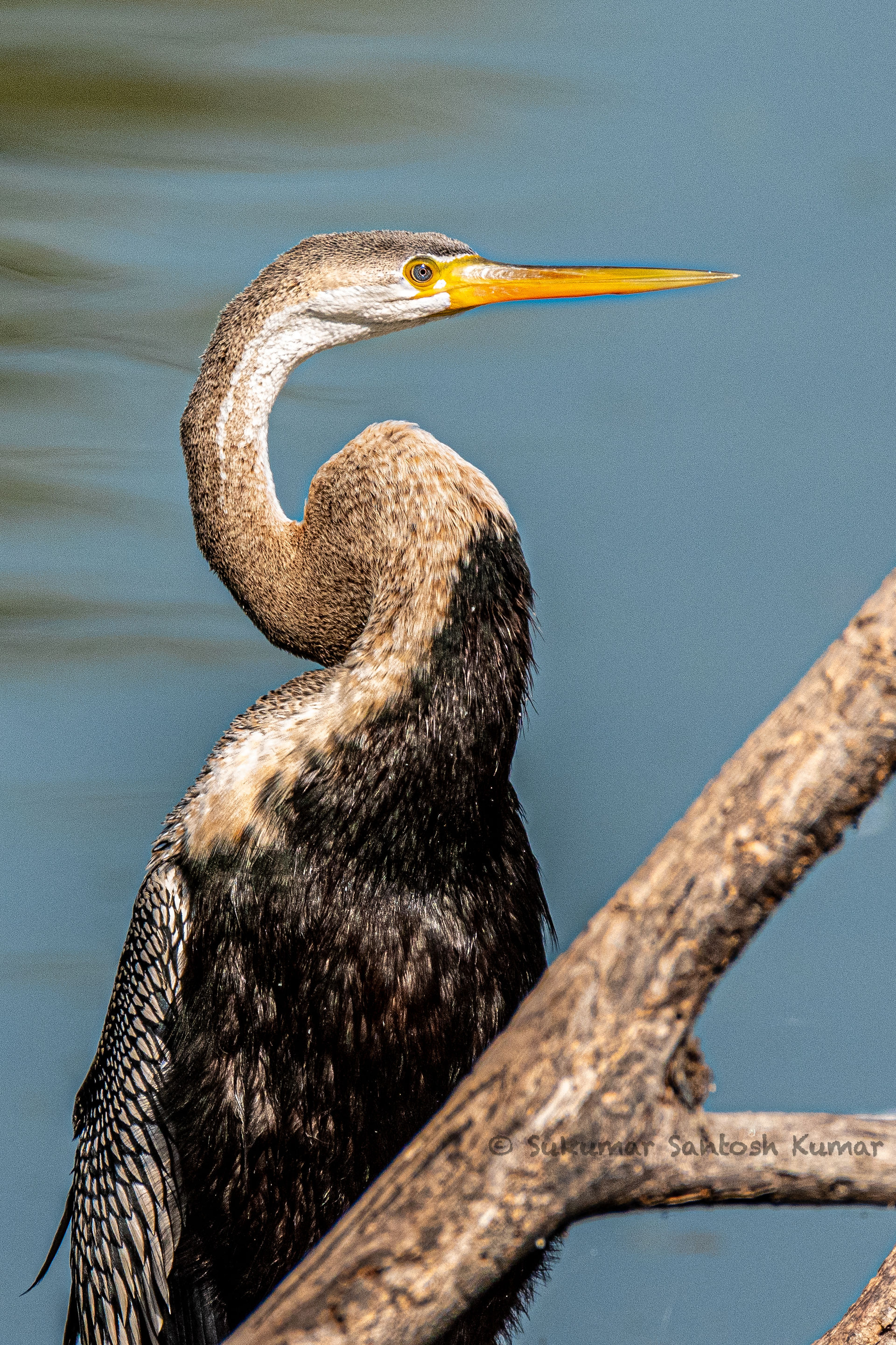 Oriental Darter