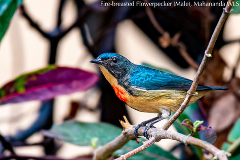 Birds in Northeastern India: Fire-breasted Flowerpecker