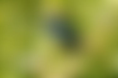 Braggart of Bharatpur: Purple Sunbird