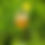 Thumbnail: The Mate