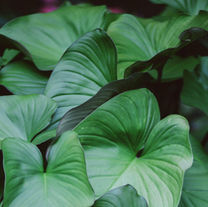 Designing a Plant Diagnostic System