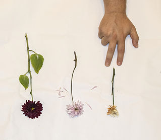 Liron (1 of 1)_edited.jpg