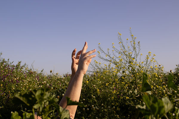 F/7.1      ISO 100    1/140  שניות 