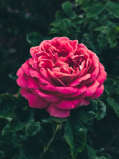 pexels-tugba-18702109.jpg