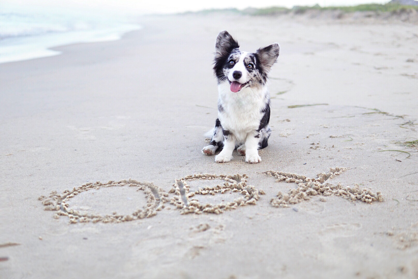 A DogFriendly Tour of the Outer Banks Navy's Guide, 2018 Yapp'd by