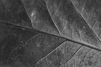 1c1a8eb5-435f-49ca-9186-d7465ff5d036.jpg (1).jpg